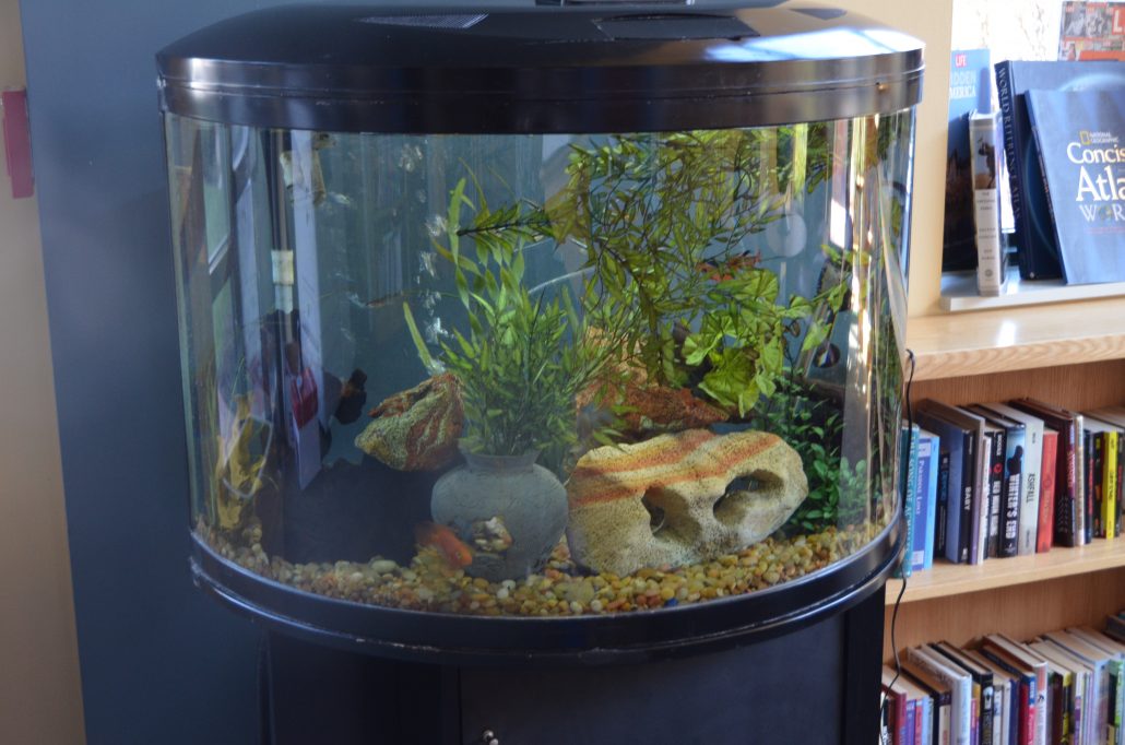 Aquatic Harmony: Creating Balance with a Thoughtfully Designed Fish Tank