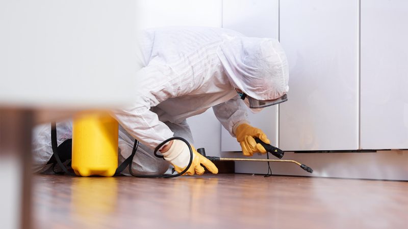Dealing with Household Pests Tips and Tricks