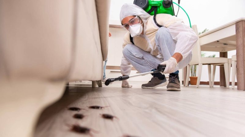 Pest Control Services: Ensuring a Safe, Clean, and Pest-Free Environment for Your Home and Business