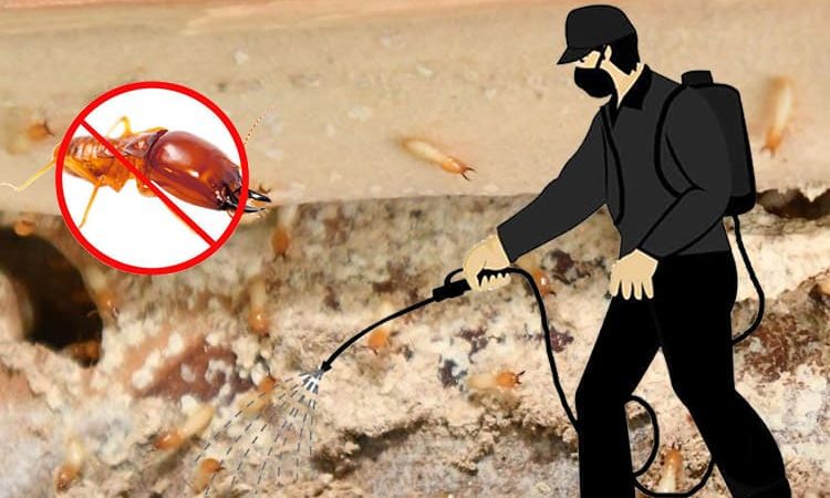 Safe Pest Control Practices for a Healthy Environment