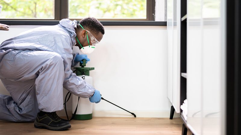Safe Pest Control Services Professional Solutions for Peace of Mind
