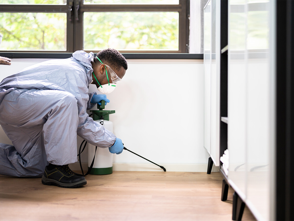 Safe Pest Control Services Professional Solutions for Peace of Mind