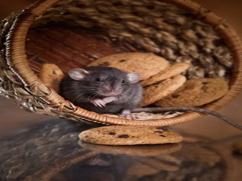 Comprehensive Rat Control: Proven Pest Control Methods