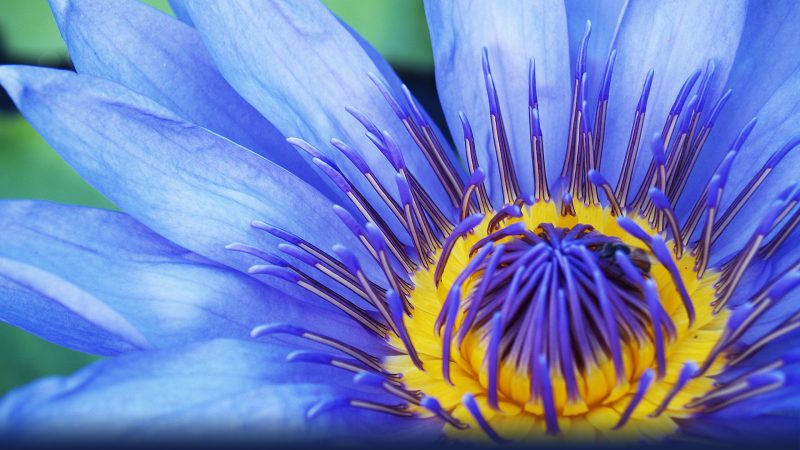 Harness the Ancient Power of Blue Lotus in Every Gummy