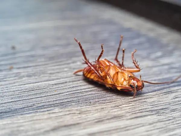 Sydney’s Sustainable Approach to Cockroach Pest Control: Eco-Friendly Solutions